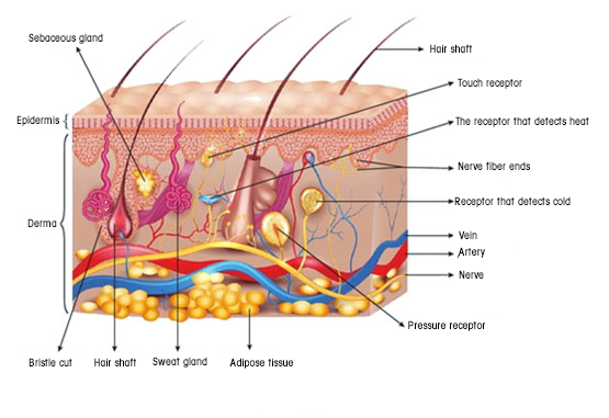 Structure of the Skin